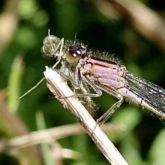 blue-tailed damselfly
